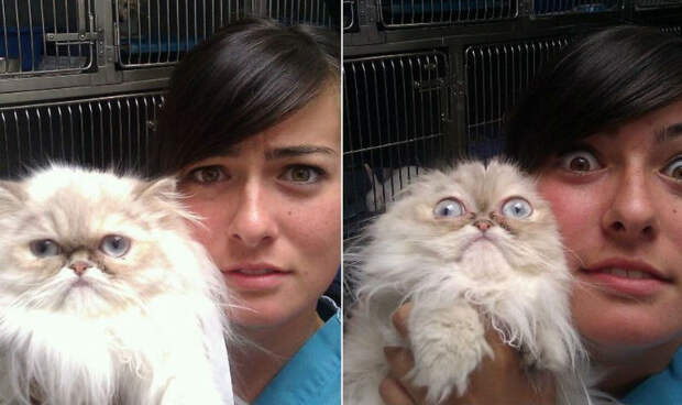 50 котиков, которые только что осознали, что их привели к ветеринару