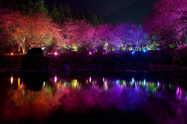 Вишневый цвет Cherry Blossom 5 Вишневый цвет