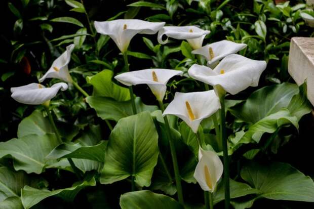 Сорта лилий, ядовитые для собак. Каллы (calla lily). Источник изображения: gardenerspath.com. Фото.