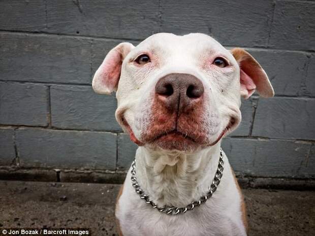 Пес, который выжил, не перестает улыбаться уже 12 лет Счастливый конец, собака, спасение, улыбка