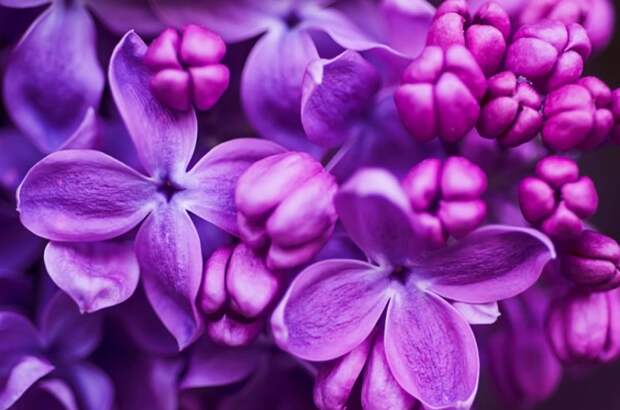 Пока цветет сирень заполните банку растительным маслом и фиолетовыми цветками