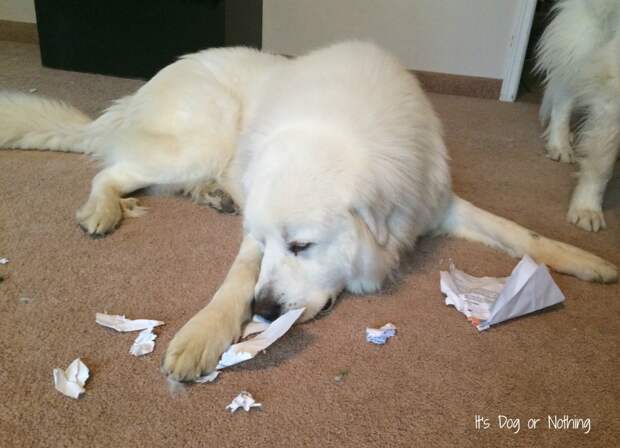Great Pyrenees