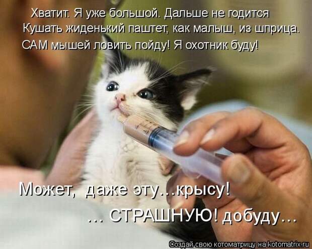 Лучшие котоматрицы недели