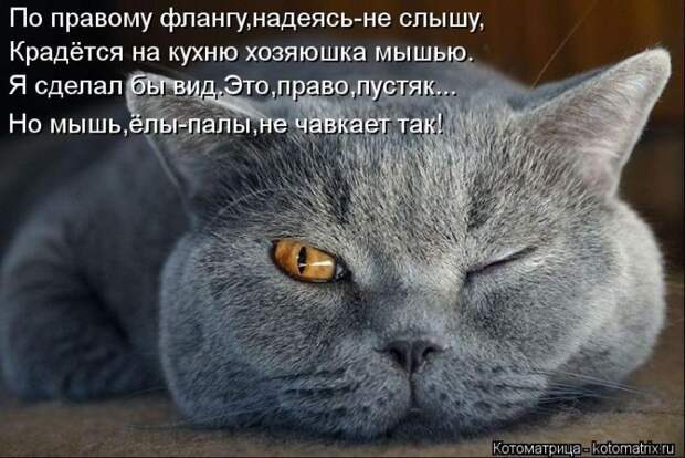 Лучшие котоматрицы недели Лучшие котоматрицы недели