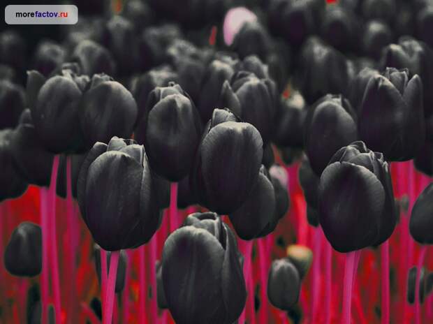 Черный тюльпан «Король ночи»