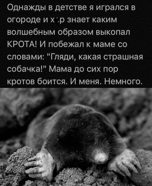Страшная собачка)