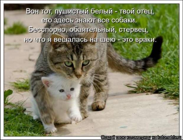 Котоматрицы (картинки с надписями)