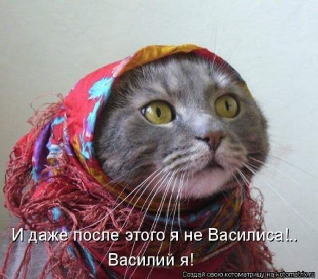 Лучшие котоматрицы недели, 35 шт.