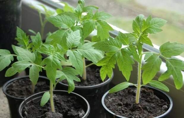 Вырастить свою рассаду нужно немного терпения и опыта