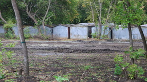 Деревья в бывшем парке им. Ленина / Фото: amic.ru