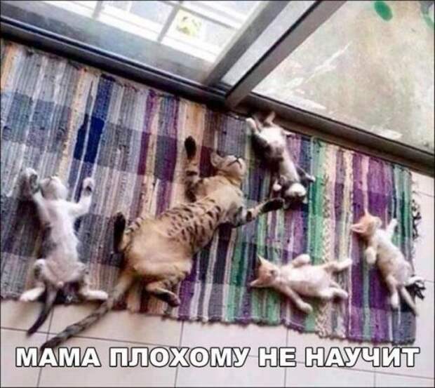 Прикольные фотомемы для всех (28 шт)