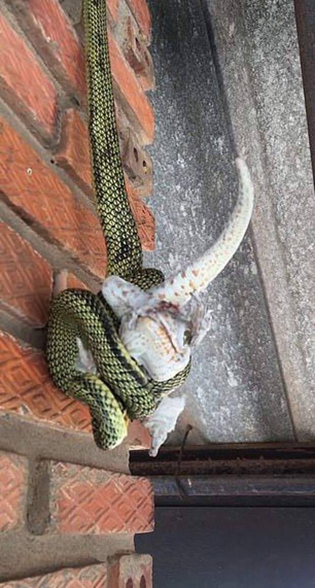 Спустившаяся с крыши змея скрутила геккона в бараний рог