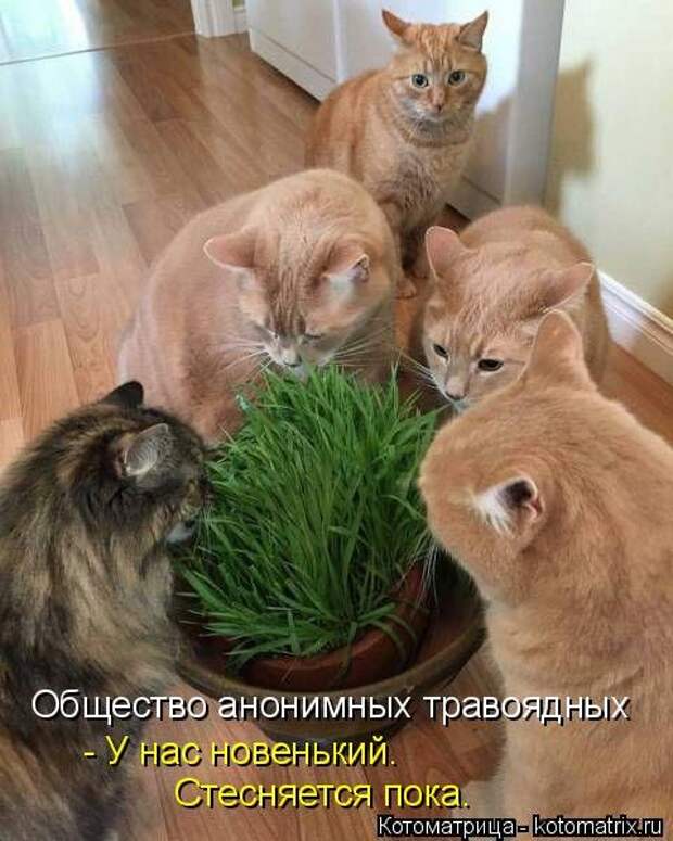Новая котоматрица (39 фото)