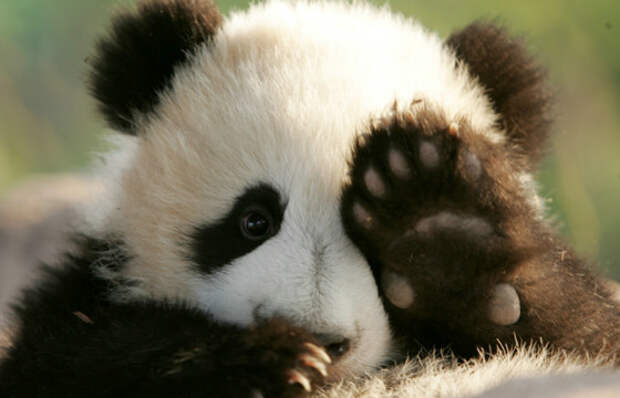 Сюнмао - китайское название панды - означает медведь-кошка