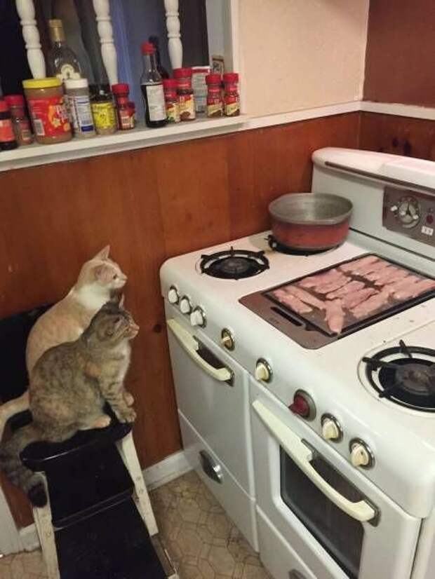Почему я не очень люблю котов? коты, юмор
