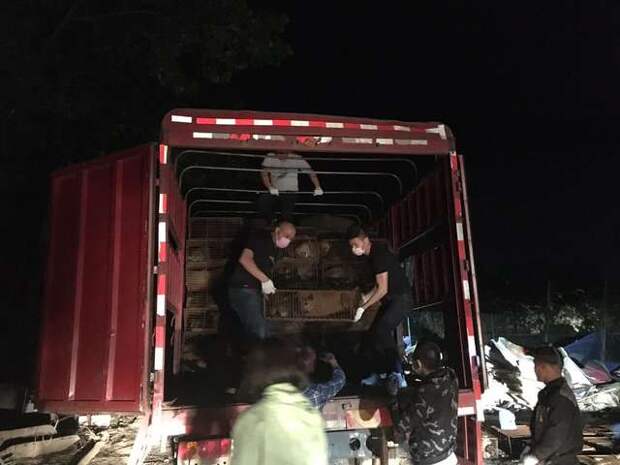 люди пытались спасти собак люди помогают собакам