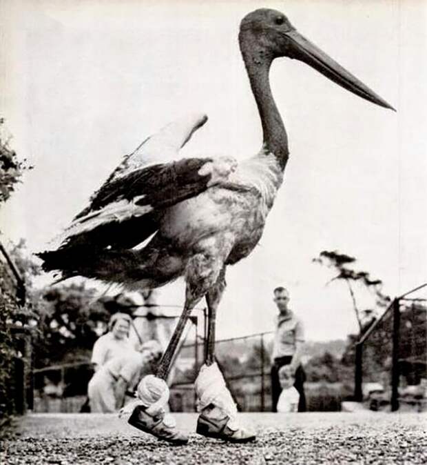 Этот пеликан... ретро, странность, фотография