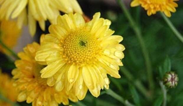 Хризантема Goldmarianne Хризантема Goldmarianne