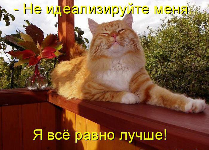 Без кота жизнь не та (27 фото) Без кота жизнь не та (27 фото)