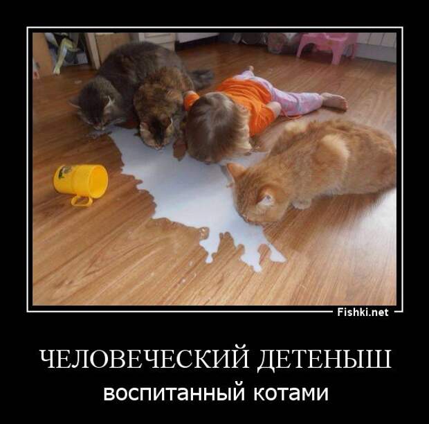 Демотиваторы бревно, демотиваторы, юмор