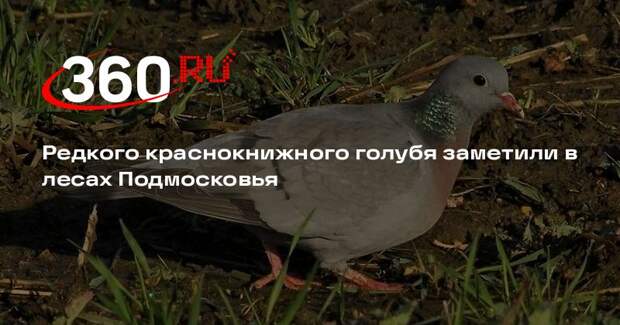 Редкого краснокнижного голубя заметили в лесах Подмосковья