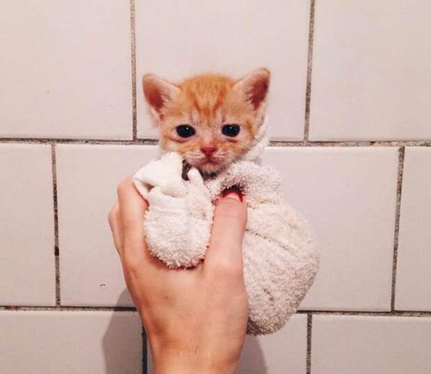 Без кота и жизнь не та
