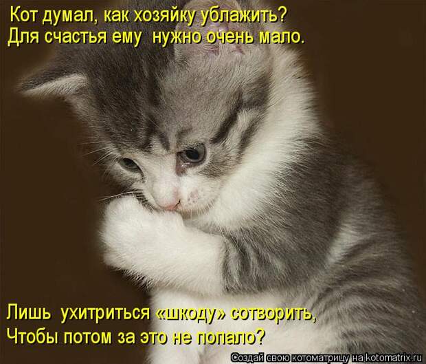 Новые котоматрицы с классным задором (30 фото) Новые котоматрицы с классным задором (30 фото)