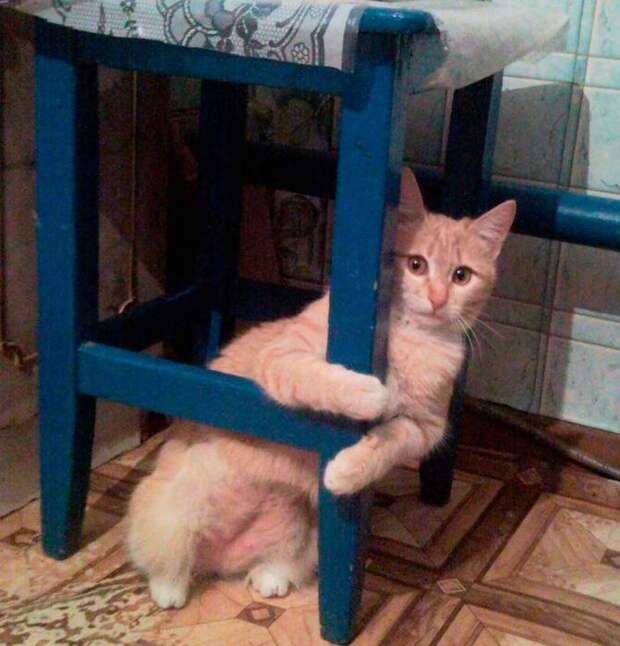 Любопытные коты (24 фото)