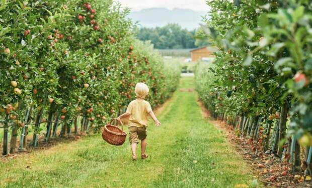 Красивый и урожайный плодовый сад – предмет гордости любого хозяина