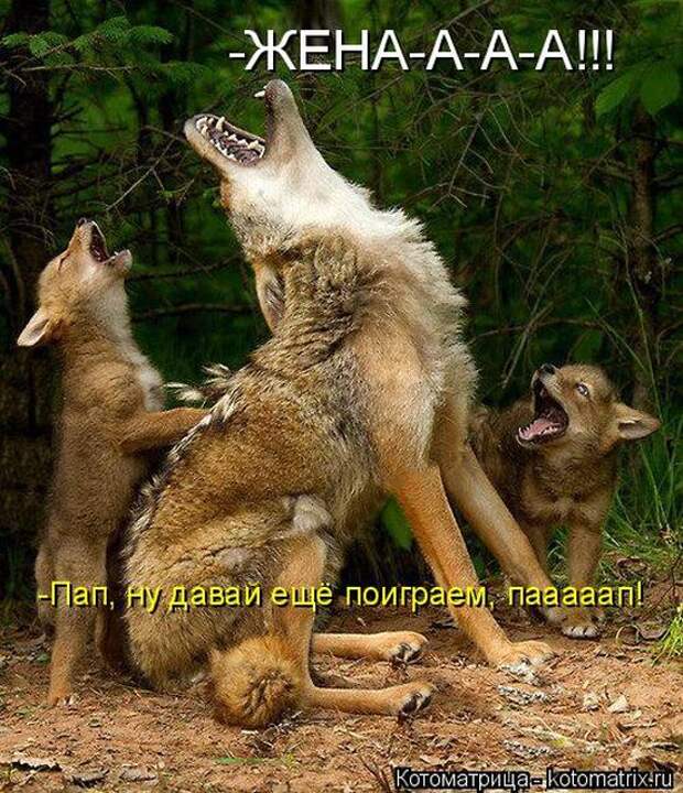 Котоматрицы (картинки с надписями)