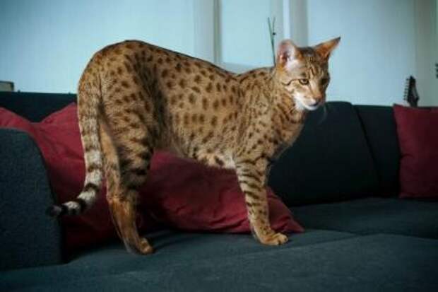 interesting  Top 10 Most Expensive Cat Breeds in the World