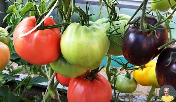 Лайфхак по подвязке томатов