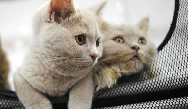 Муся, Кузя и Вася оказались наиболее востребованными кличками кошек в начале 2026 года