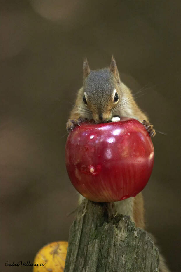 Фотография забавная жизнь белок Andre Villeneuve Фотография забавная жизнь белок Andre Villeneuve
