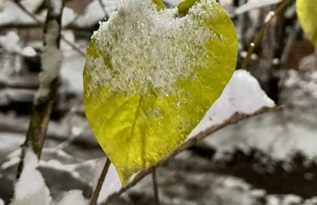 В Туле 29 апреля ожидается мокрый снег и дождь