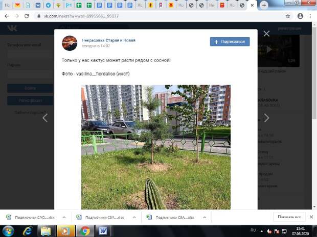 Фото дня: в Некрасовке кактус вырос рядом с сосной