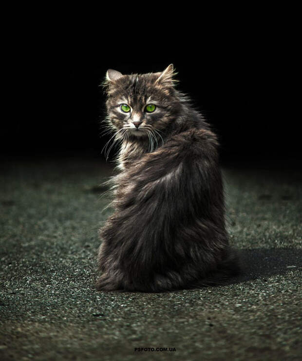 animal-portraits-sergey-polyushko-21-582b05f56429c__880
