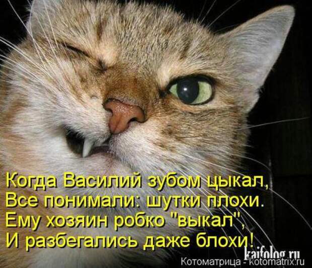 Котоматрицы (картинки с подписями)