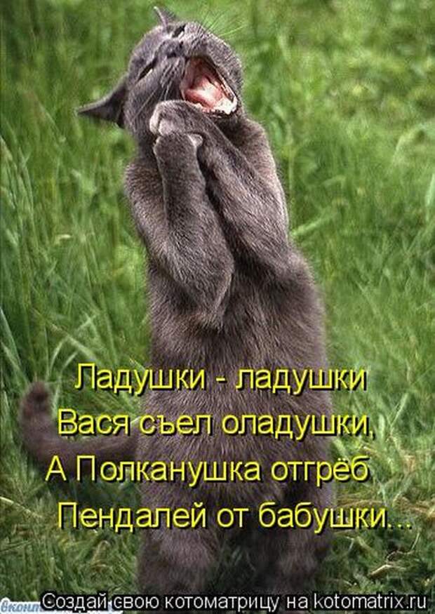 Лучшие котоматрицы недели (50 фото)