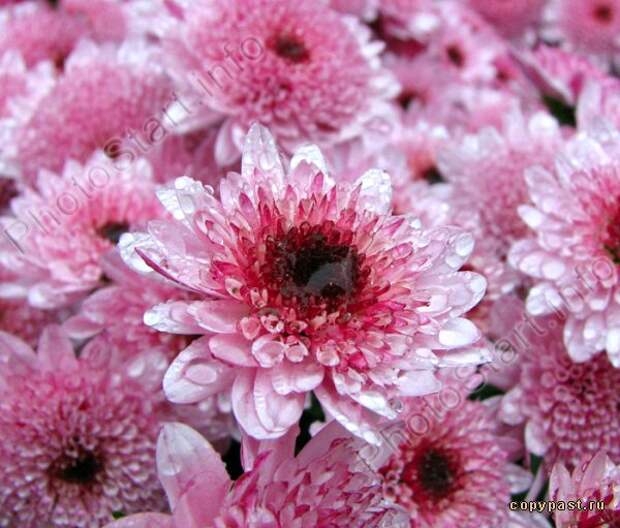 Photo "Pink chrysanthemums Target." :: PhotoStart - amateur photo site