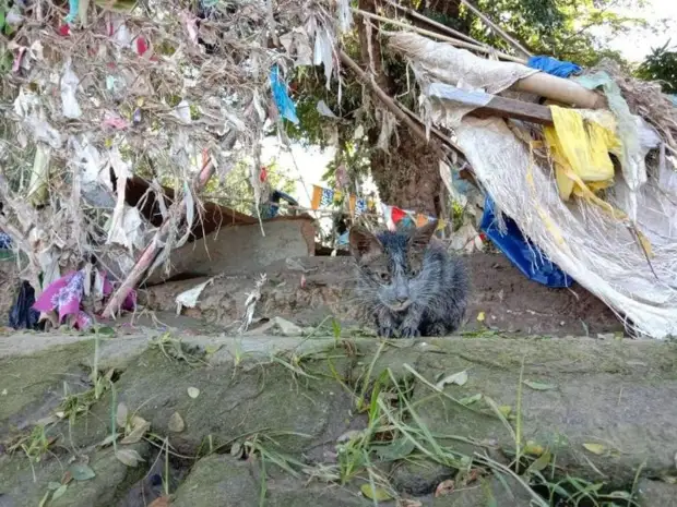 Девушка нашла среди мусора грязную бездомную кошку