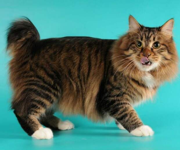 Американский бобтейл (Янки-боб) котята., кошки, породы