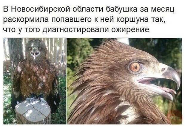 Смешные и познавательные картинки