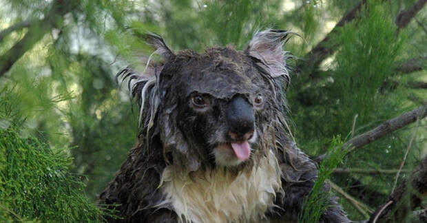 Эта коала просто промокла под дождем, не удивляйтесь 