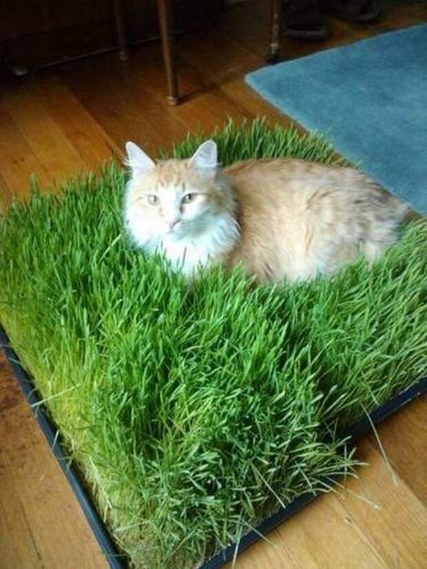 коты
