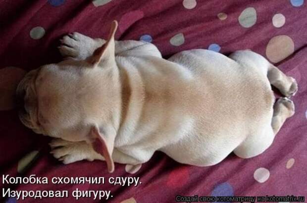 Лучшие котоматрицы недели (50 фото) Лучшие котоматрицы недели