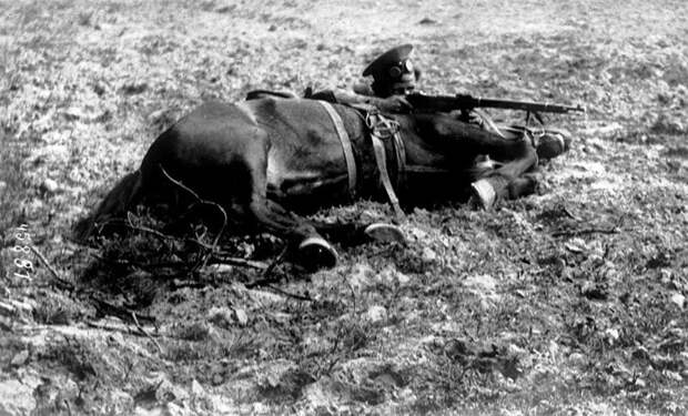 Донской казак за своей лошадью, 1915