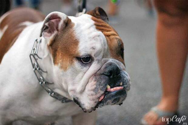 Английский бульдог - одна из популярных пород бойцовских собак