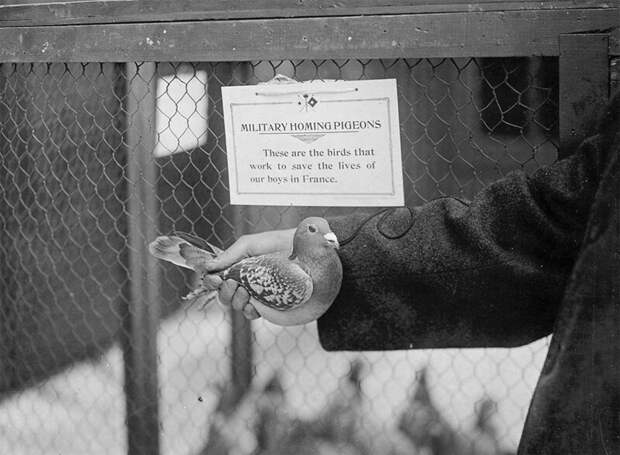 Надпись: "Военные почтовые голуби. Птицы, которые работают ради спасения жизней наших солдат во Франции"