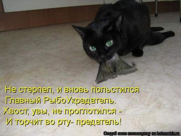 Котоматрицы (картинки с надписями)